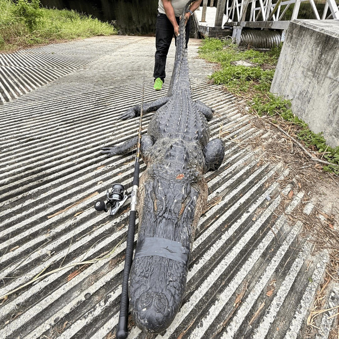 Black Dragon Fire Spinning Glow Rod